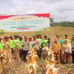 Polres Sintang Gelar Panen Raya Jagung Kuartal IV, Wujud Konsistensi Dukung Swasembada Pangan Daerah IMG-20251111-WA0057
