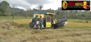 *Dukung Program Hanpangan Koramil 1307-02 Puselemba Dampingi Petani Panen Padi *