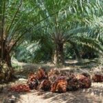 Dugaan Pengelolaan Dana BUMDes di Kecamatan X Barumun Tengah Disorot Warga img-20260331-wa00745418078330377682800