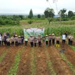 Polres Melawi Bersama Polsek Jajaran Serentak Menanam Jagung IMG-20260422-WA0033