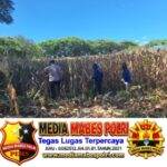 Wujudkan Ketahanan Pangan, Bhabinkamtibmas Desa Luk Turun Langsung Bantu Petani Panen Jagung