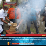 Ganja 808 Gram Dimusnahkan, Polda Papua Tengah Bongkar Jaringan Peredaran di Nabire