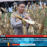Polres Nabire Melaksanakan Panen Raya Jagung Serentak Kuartal Ii di Distrik Makimi Dukung Program Swasembada Pangan