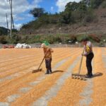 Dukung Ketahanan Pangan Nasional, Bhabinkamtibmas Rhee Loka Sambangi Petani Jagung IMG-20260514-WA0011