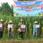 Polres Takalar Dukung Swasembada Pangan, Panen Raya Jagung Serentak Digelar Di Pol Sel IMG-20260517-WA0004