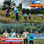 Polsek Barambai Tanam Jagung Pakan, Dukung Swasembada Pangan di Tapin