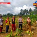 *Polsek Lage Dukung Swasembada Pangan Nasional Melalui Panen Jagung Kwartal I didesa Toyado*