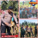 *Dukung Stabilitas Pangan Nasional, Kapolres Poso Ikut Panen Raya Jagung Serentak di Desa Maliwuko*