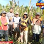 *Dukung Swasembada Pangan, Polsek Lage, Panen Jagung Capai Berat 6 Ton di Desa Sepe* IMG_20260529_120103