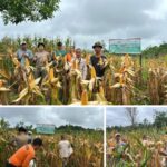 Panen Jagung Polsek Badau Dukung Program Swasembada Ketahanan Pangan Screenshot_2026-05-25-18-40-13-66_99c04817c0de5652397fc8b56c3b3817