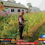 Dukung Ketahanan Pangan Personil Polsek Telagasari Laksanakan Pengecekan Rutin Tanaman Jagung AIFoto_20260610_120027053 (1)