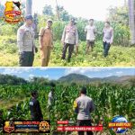 Polsek Lape Gencarkan Pendampingan Kelompok Tani Demi Ketahanan Pangan AIFoto_20260610_151628232