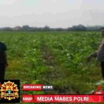 Komitmen Dukung Program Swasembada Pangan Polsek Jatisari Cek Tanaman Jagung di Desa Situdam