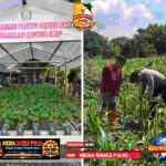 Dukung Ketahanan Pangan, Polsek KSKP Polres Dumai Pantau Perkembangan Tanaman Jagung Petani AIFoto_20260617_132246066