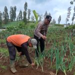 Polisi Turun ke Kebun Bawang Prei, Dorong Warga Aktif Bertanam untuk Ketahanan Pangan IMG-20260601-WA0006