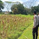 Dukung ProgramSwasembada Pangan, Kapolres Kuningan Terjun Langsung Ke Lapangan IMG-20260611-WA0110