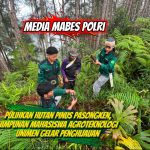Pulihkan Hutan Pinus Pasongken, Himpunan Mahasiswa Agroteknologi Unimen Gelar Penghijauan IMG-20260614-WA0014