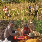 DUKUNG SWASEMBADA PANGAN, POLSEK PULAU MAYA KARIMATA IKUTI PANEN JAGUNG HIBRIDA BERSAMA KELOMPOK TANI IMG-20260616-WA0009