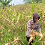 *Satlantas Polres Kuningan Cek Kesiapan Panen Jagung di Desa Cibulan* IMG-20260624-WA0177