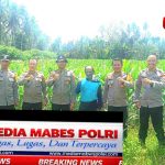 *Polsek Lage Bersama Biro SDM Polda Sulteng Tinjau Panen Jagung di Desa Watuawu* IMG_20260611_153719