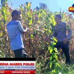 *Dukung Ketahanan Pangan, Bhabinkamtibmas Desa Tatebal Dampingi Petani Optimalkan Lahan Produktif*