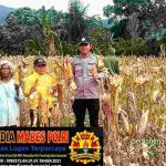 *Dukung Ketahanan Pangan, Bhabinkamtibmas Desa Taipa Dampingi Panen Jagung di Lahan Binaan Polri*