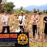 *Polsek Poso Pesisir Bersama Bumdes Lape Panen Jagung Dukung Ketahanan Pangan* IMG_20260616_102807