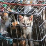 Jerat Pidana Bagi Pelaku Kekerasan dan Penelantaran Kucing img-20260606-wa00845526531887800399845
