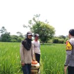 Bhabinkamtibmas Desa Labuhan Bontong Pantau Pertanian Warga Dukung Ketahanan Pangan img-20260618-wa00017969645971573907221