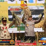 Wujud Sinergi Perkuat Swasembada Pangan, Kapolda Kalteng Panen Raya Padi Bersama Gubernur Di Kapuas