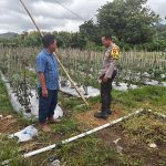 Dukung Swasembada Pangan, Bhabinkamtibmas Desa Rhee Loka Pantau Budidaya Cabai Warga IMG-20260705-WA0000