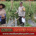 Perkuat Ketahanan Pangan, Bhabinkamtibmas Desa Rhee Pantau Budidaya Tanaman Hortikultura Warga