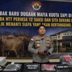 Polda NTT Terus Dalami Dugaan Penyimpangan Kuota Sapi di TTS, Sejumlah Barang Bukti Diamankan IMG-20260708-WA0103