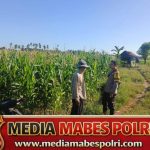 Dukung Ketahanan Pangan Nasional, Bhabinkamtibmas Desa Lekong Sambangi Petani Jagung IMG-20260711-WA0017