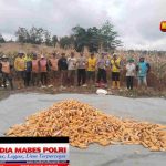 *Polsek Pamona Utara kawal panen raya jagung kuartal III di Desa Buyumpondoli, Giat Mendukung Program Ketahanan Pangan*