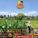 Dukung Ketahanan Pangan Nasional, Bhabinkamtibmas Desa Kalabeso Pantau Lahan Jagung Warga Screenshot_20260707_100052_WhatsApp