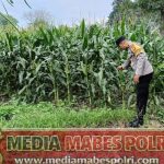 Bhabinkamtibmas Desa Karang Dima Ajak Warga Manfaatkan Pekarangan untuk Pangan Bergizi img-20260709-wa00563462901268236246591