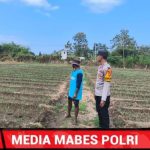 Dukung Ketahanan Pangan Nasional, Bhabinkamtibmas Desa Suka Mulya Sambangi Petani dan Dorong Persiapan Tanam Jagung IMG-20260808-WA0009