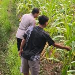 Polsek Plered Pantau Perkembangan Tanaman Jagung, Wujud Dukung Ketahanan Pangan