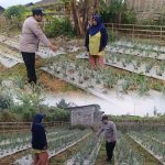 Bhabinkamtibmas Nongkojajar Pantau Tanaman Bawang Merah, Dukung Ketahanan Pangan Nasional