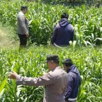 Bhabinkamtibmas Sukorejo Pantau Pertumbuhan Tanaman Jagung, Dukung Program Ketahanan Pangan