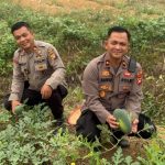 Dukung Ketahanan Pangan, Waka Polres Melawi Bersama PJU dan Kelompok Tani Tanam Terong, Semangka serta Padi Gogo