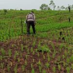 *Dari Lahan Tidur, Bhabinkamtibmas di Maluku Dampingi Petani Panen 6,6 Ton Pangan, Kini Siapkan 7 Hektare Lahan Jagung dan 80 Kg Bibit Padi Gogo Bantuan Pemerintah Siap Tanam*